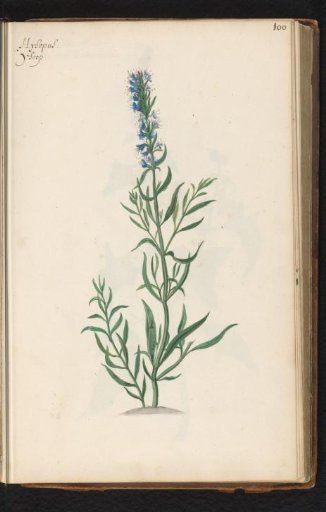 Hyssop (Hyssopus officinalis)