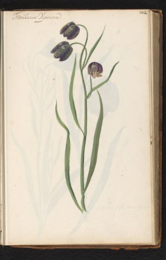 Snake's head fritillary (Fritillaria meleagris)