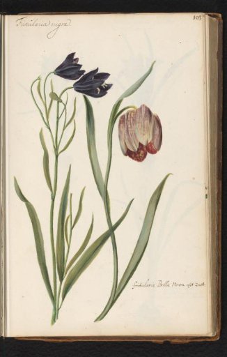 Dark-flowered fritillaries (Fritillaria meleagris)