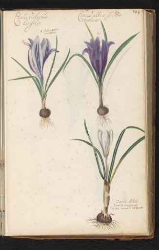Three crocuses with bulb (Crocus)