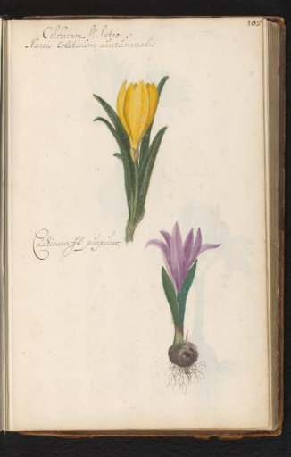 Two varieties of colchicum
