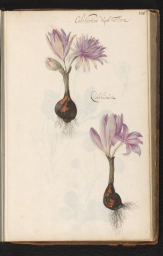 Single and double-flowered colchicum with bulb