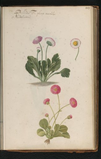 Daisies (Bellis perennis)