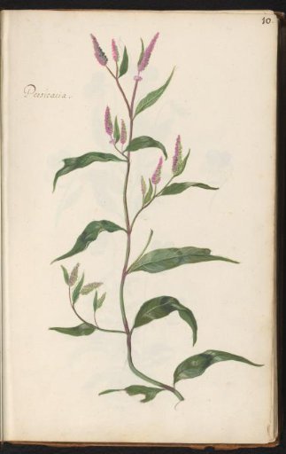 Knotweed (Persicaria)
