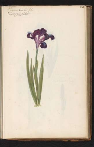 Dwarf iris (Iris pumila)