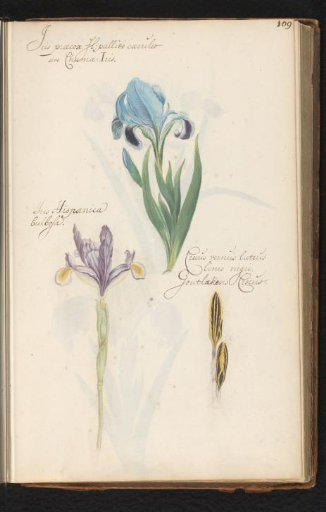 Iris, Spanish iris (Iris xiphium) and narrow-leaved crocus (Crocus angustifolius)