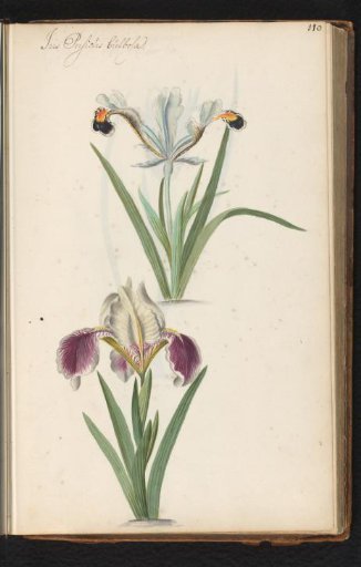 Iris persica