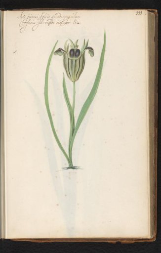 Green-flowered iris (iris)