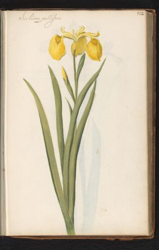 Yellow iris (Iris pseudacorus)