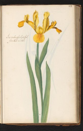 Broad-leaved yellow iris (Iris)