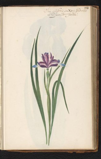 Iris spuria