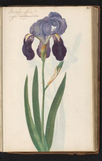 Bearded iris (Iris germanica)