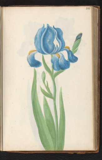 Blue bearded iris (Iris germanica)