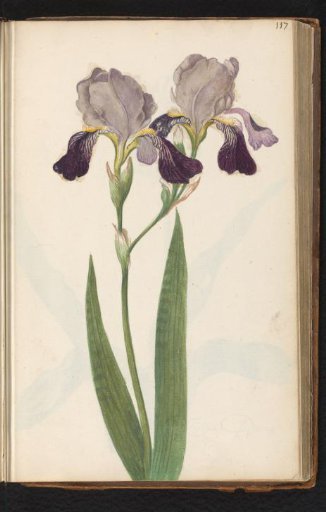 Purple bearded iris (Iris germanica)
