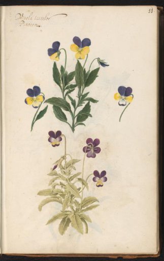 Heartsease (Viola tricolor)
