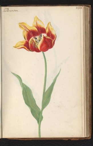Tulip (Tulipa) named Branson