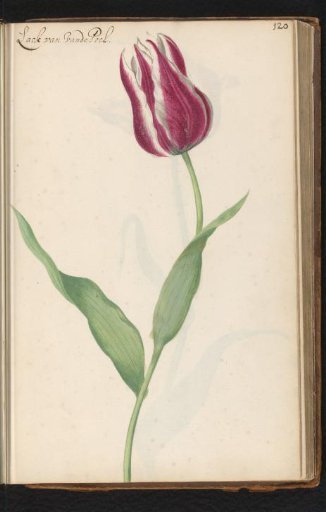Tulip (Tulipa) named Lack van Vandepoel