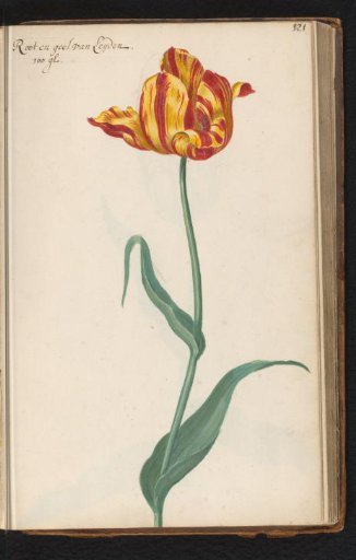 Red-and-yellow striped tulip (Tulipa) named van Leyden