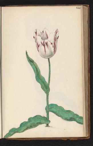 Tulip (Tulipa)