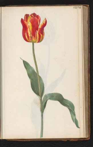 Red-and-yellow striped tulip (Tulipa)