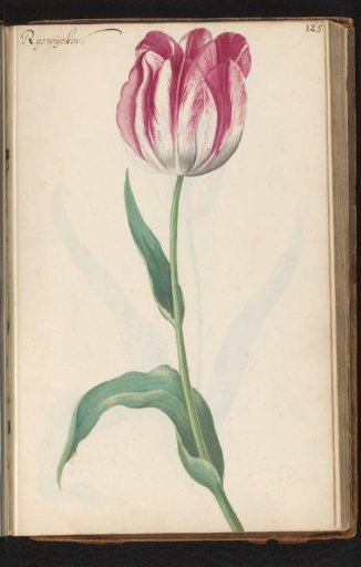 Tulip (Tulipa) named Rijswijcker
