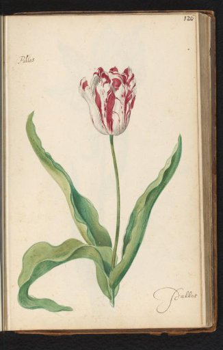 Flame-tipped tulip (Tulipa) named Pallas