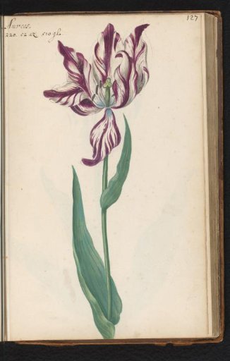 Flame-tipped tulip (Tulipa) named Anvers