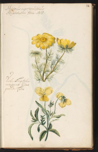 Spring adonis (Adonis vernalis) and yellow violet (Viola lutea)