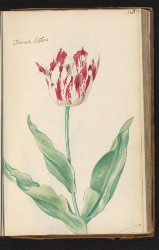 Flame-tipped tulip (Tulipa) named Admirael Liefkens