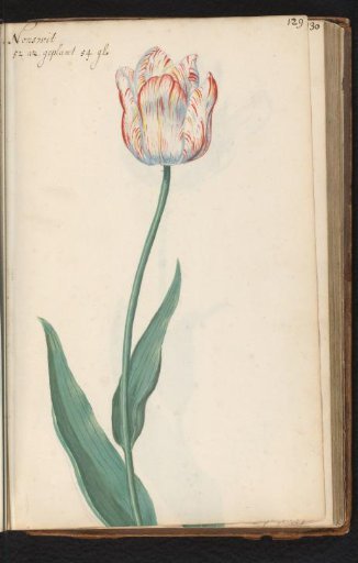 Flamed tulip (Tulipa) named Nonswit