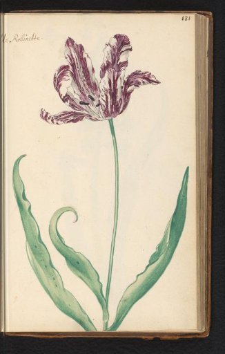 Flamed tulip (Tulipa) named de Robinette