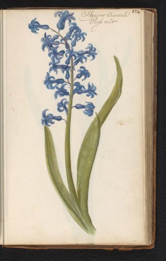 Hyacinth (Hyacinthus orientalis)
