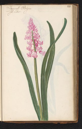 Pink hyacinth (Hyacinthus orientalis)