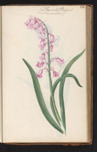 Pink wild hyacinth (Hyacinthoides non-scripta)