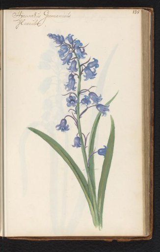 Hyacinth (Hyacinthus orientalis)