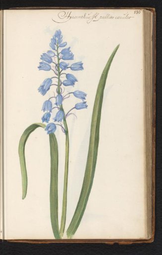 Hyacinth (Hyacinthus orientalis)
