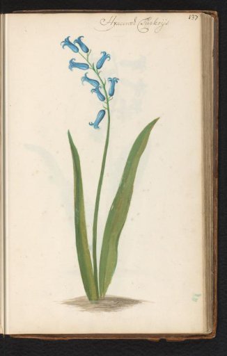 Hyacinth (Hyacinthus orientalis)