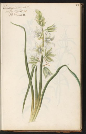 Common Star-of-Bethlehem (Ornithogalum umbellatum)