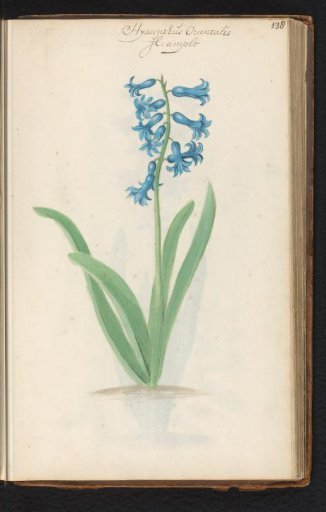 Hyacinth (Hyacinthus orientalis)