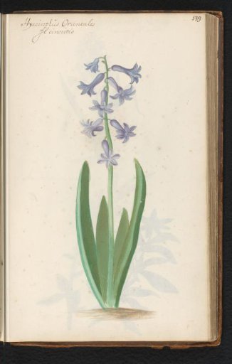 Hyacinth (Hyacinthus orientalis)