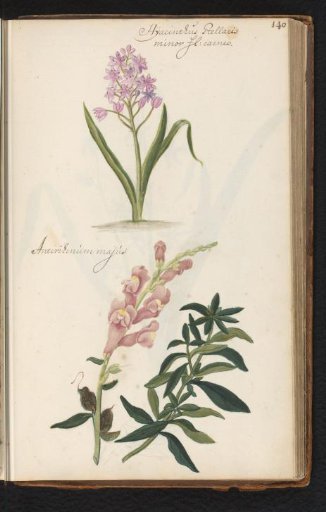 Star-shaped hyacinth (Hyacinthus orientalis) and snapdragon (Antirrhinum)
