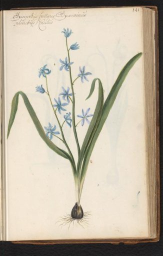 Star-shaped hyacinth (Hyacinthus orientalis) with bulb