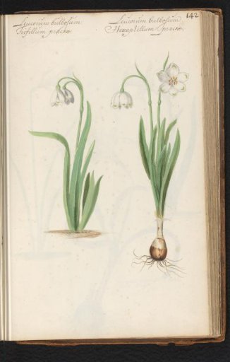 Snowdrops (Leucojum vernum)