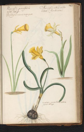 Daffodils (Narcissus pseudonarcissus)