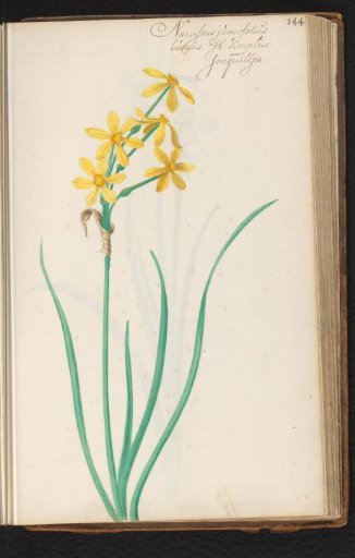 Narcissus jonquilla