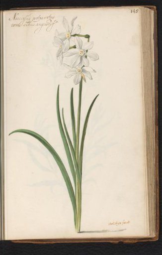 White Narcissus jonquilla