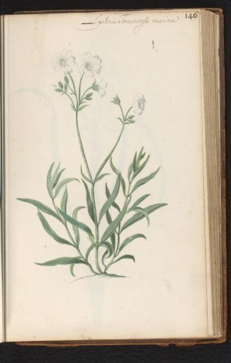 White catchfly (Lychnis)