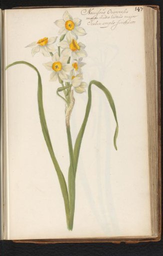 Narcissus tazetta