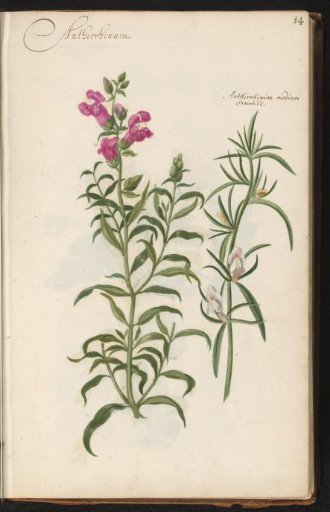 Snapdragon (Antirrhinum majus and Antirrhinum)