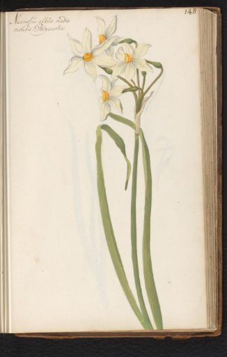 Narcissus jonquilla